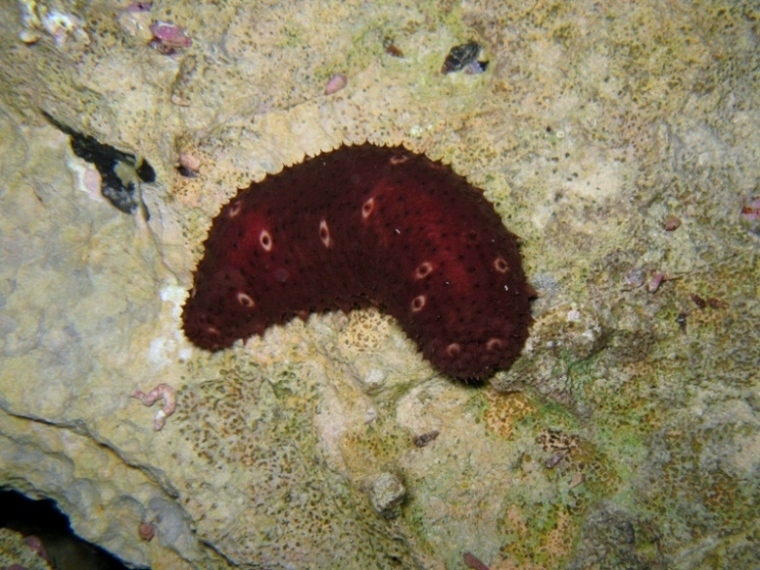 Holothuria sanctori (Delle Chiaje, 1823)  e Tubi di Cuvier